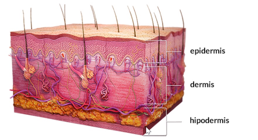 vamos empenzando… que es la piel?